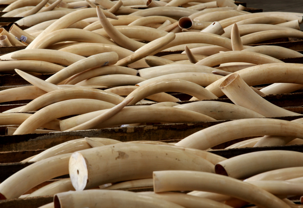 Some of the illegal ivory ready for export