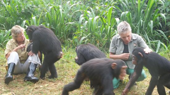 chimpanzee close up in Uganda wildlife education centre