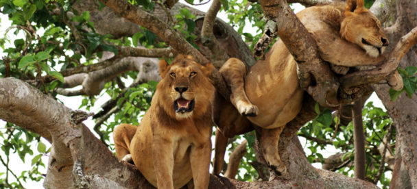 tree climbing lion in Ishasha sector, Queen Elizabeth National Park