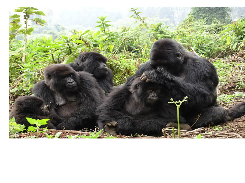 1 Day Gorilla Trek