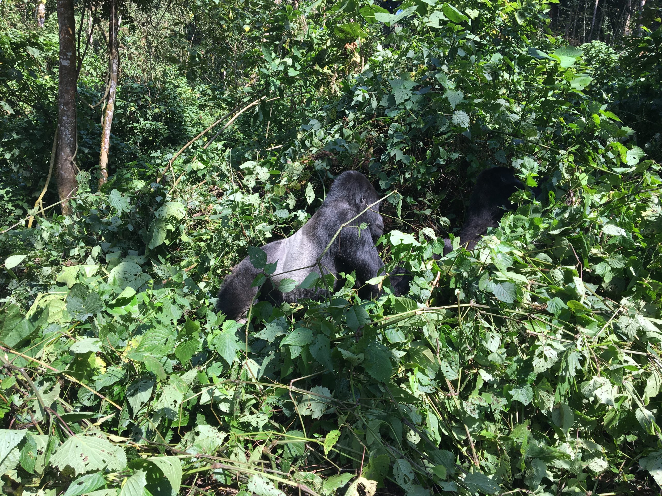 3Days Gorilla Trek Rwanda