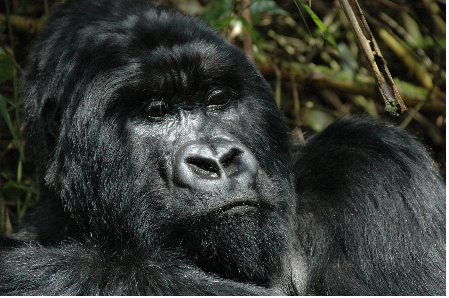 History of Mountain Gorillas