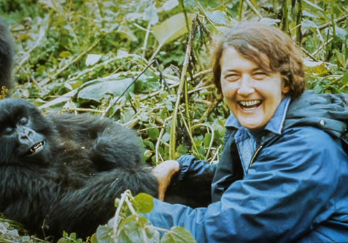 What To Do After Gorilla Tracking Activity