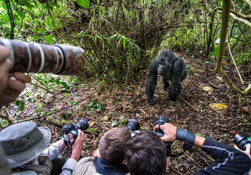 Gorilla Filming Tour