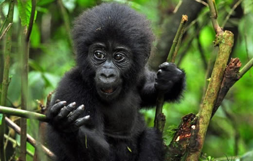 8 Days Uganda Primates Safari
