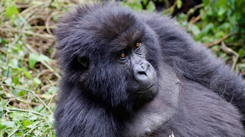 Gorilla tracking in Bwindi and mgahinga.