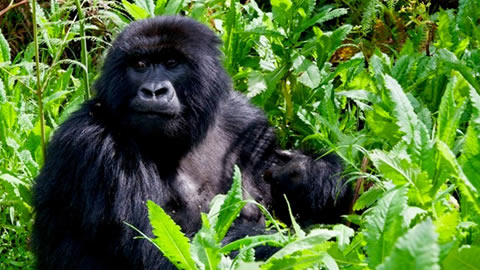 5Days Gorilla Safari Rwanda