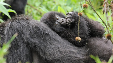 5 Days Double Gorilla Tracking