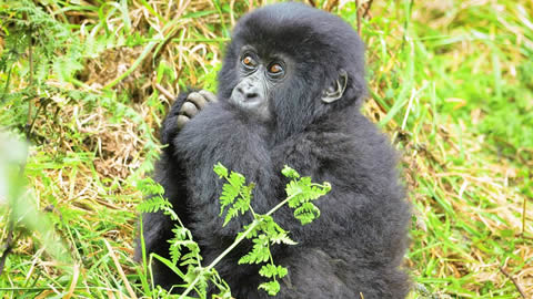 10 Days Primates & wildlife