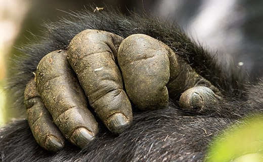 Gorilla Groups in Uganda