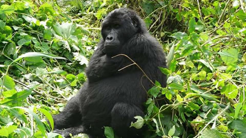 4 Days Double Gorilla Trekking