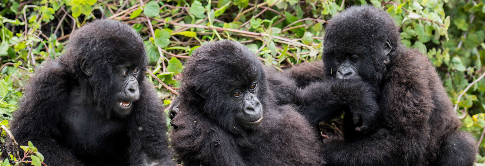 4 Days Gorilla Tour Rwanda