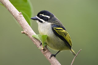 Bwindi is a birding paradise.