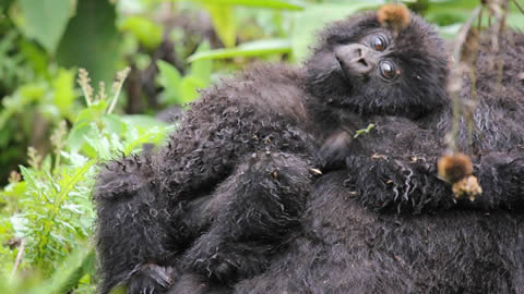 5 Days Rwanda Primates Safari