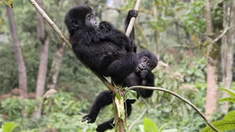 Rwanda Safaris