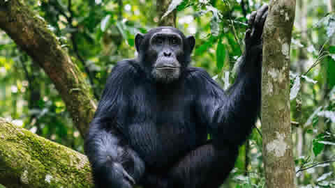 Tips for successful primate trekking