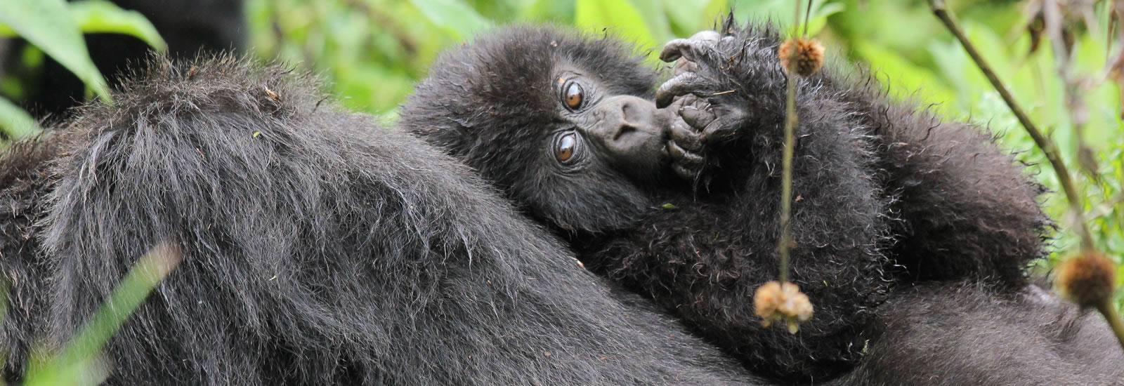 How to Book a Gorilla Permit