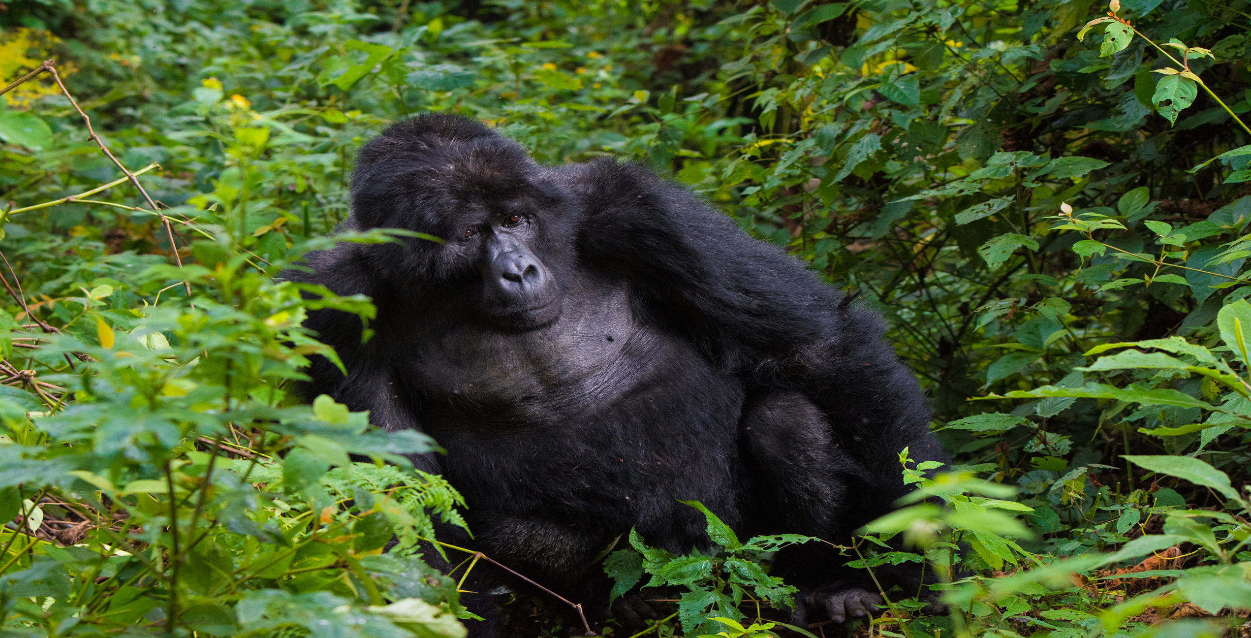 2 Days Rwanda Gorilla safari