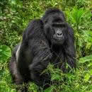 silver gorilla back in Bwindi