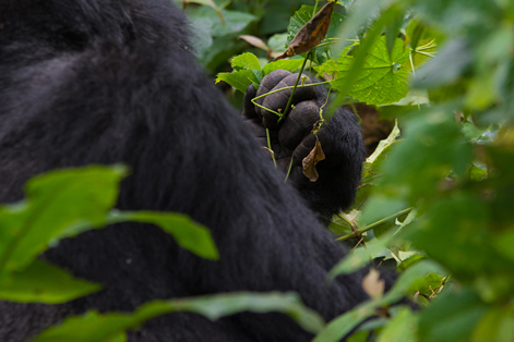 3 Days Gorilla Trek Rwanda