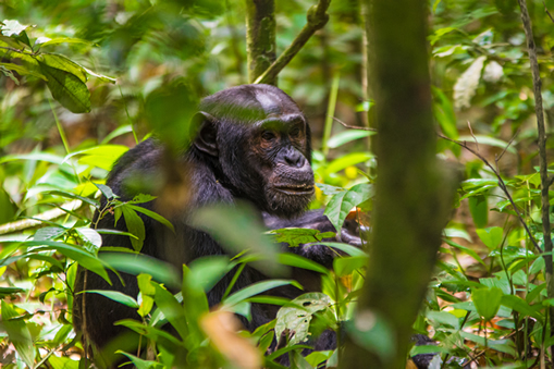 7 Days Gorilla Safari Uganda