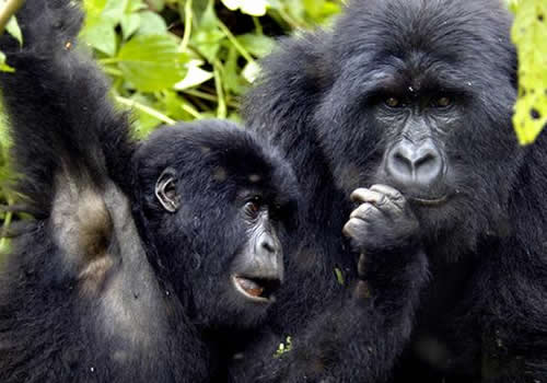 Gorilla trekking in virunga conservation area