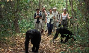 Travelers-during-chimpanzee-tracking