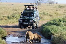 Game drive in Akagera national park.