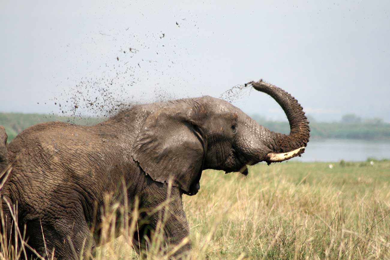 An Elephant taking a mud shower in Queen Elizabeth NP.