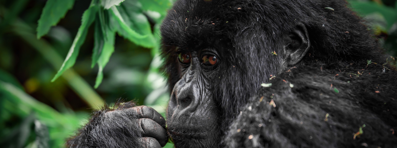 1 Day Uganda Gorilla Trek