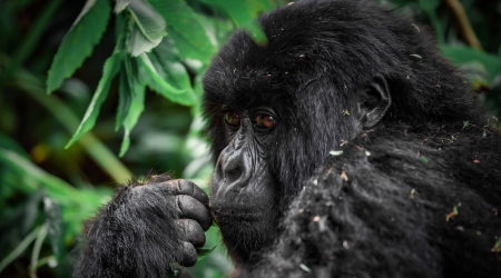 1 Day Uganda Gorilla Trek