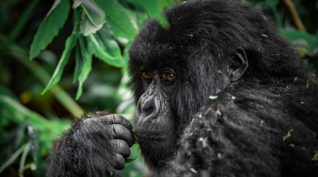 Uganda Gorilla Trek