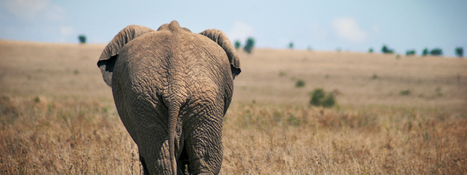 10 Days Primates Safari in Uganda & Rwanda
