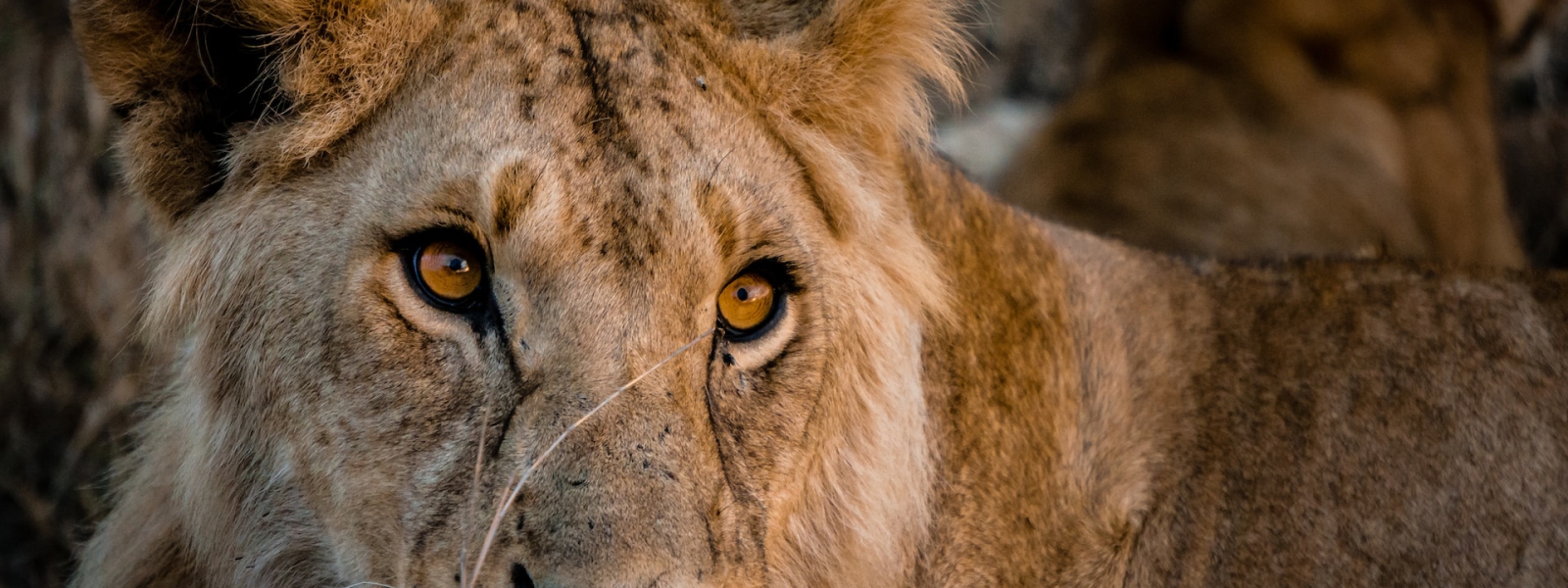 15 Days Uganda Safari Adventure