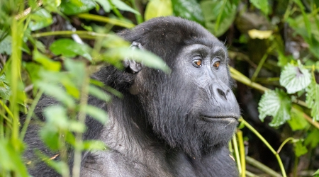 Uganda Gorilla Tour