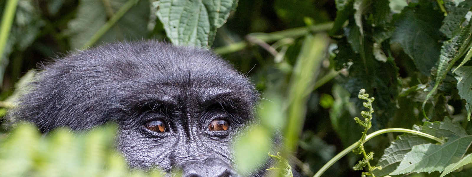 4 Days Uganda Double Gorilla Tracking Adventure