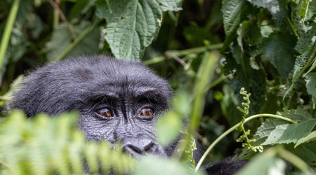 4 Days Uganda Double Gorilla Tracking Adventure