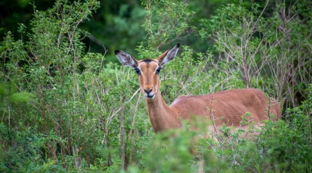 4 Days Uganda Gorillas & Wildlife Safari