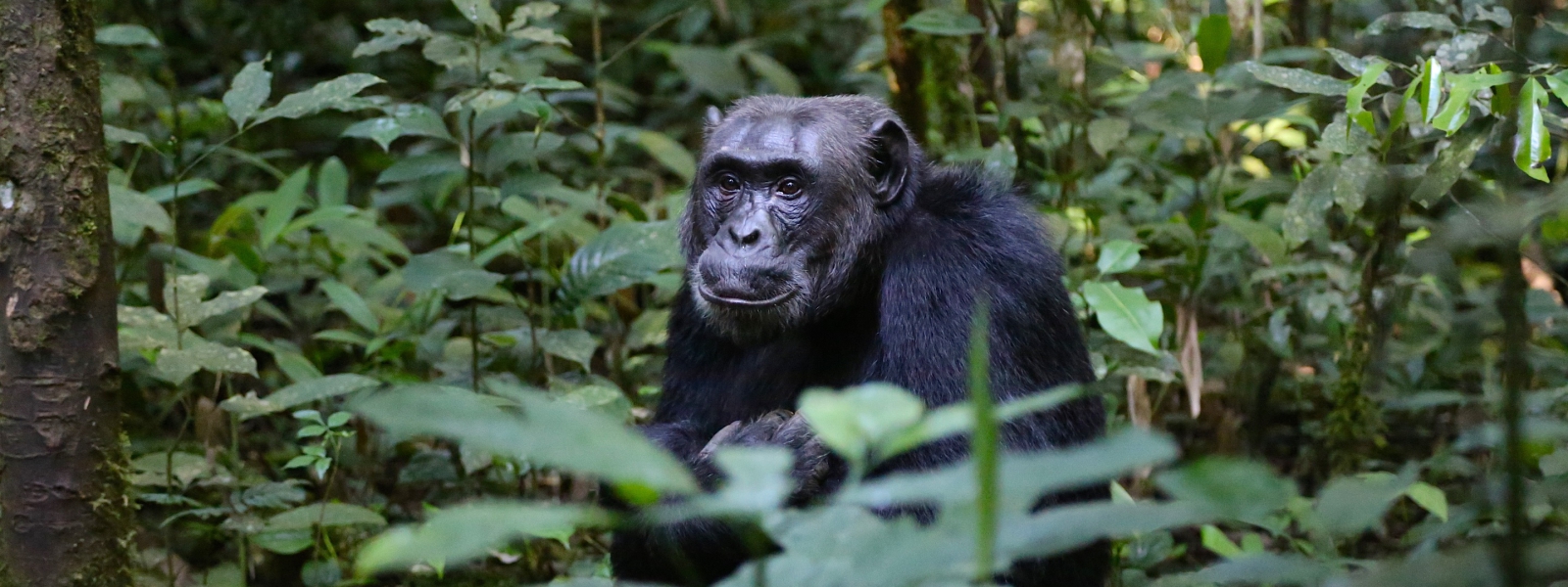 6 Days Uganda Primates Safari
