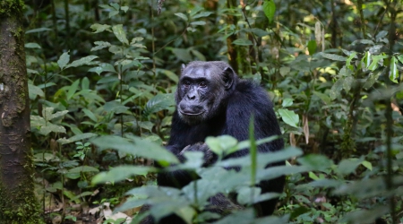 6 Days Uganda Primates Safari