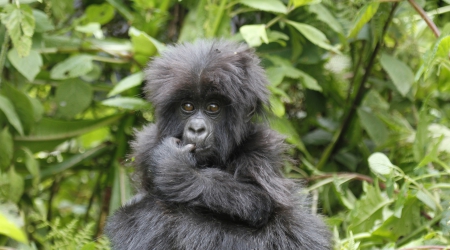 7 Days Uganda Gorillas, Chimps & Wildlife Safari
