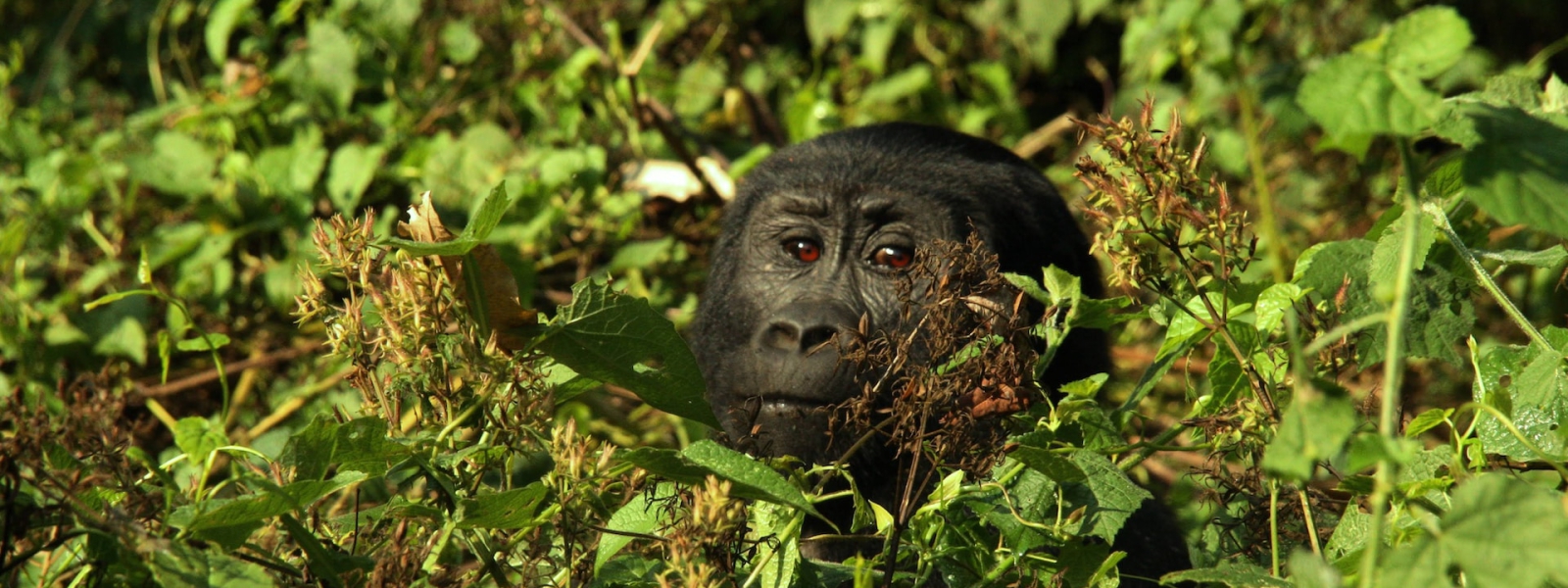 7 Days Uganda Rwanda Gorilla & Chimps
