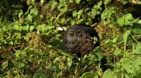 7 Days Uganda Rwanda Gorilla & Chimps