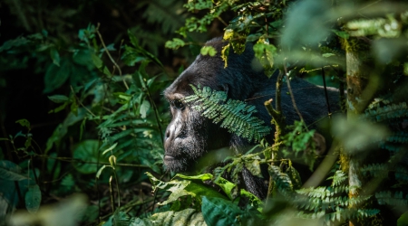 8 Days Uganda Primates Safari