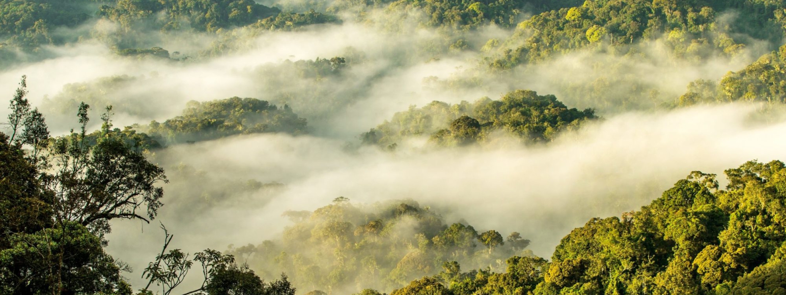 Rwanda Safaris - Gorilla Trekking & Wildlife Safaris