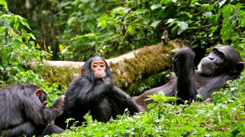 chimpanzee tracking in kibale national park