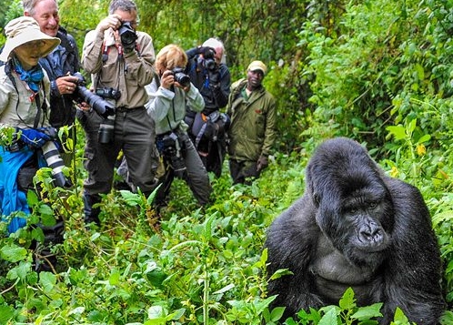 Gorilla trekking in bwindi