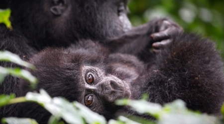 Gorillas in bwindi