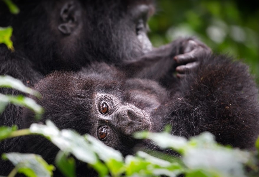 Gorillas in bwindi