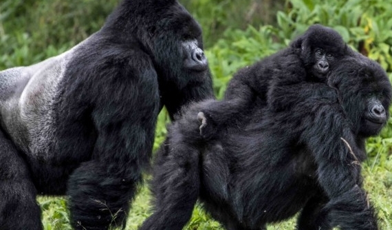 mountain gorilla family.